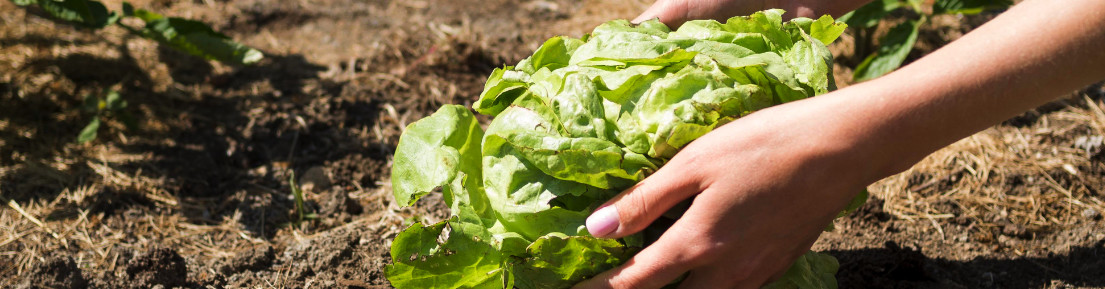 The Most Efficient Vegetables to Grow