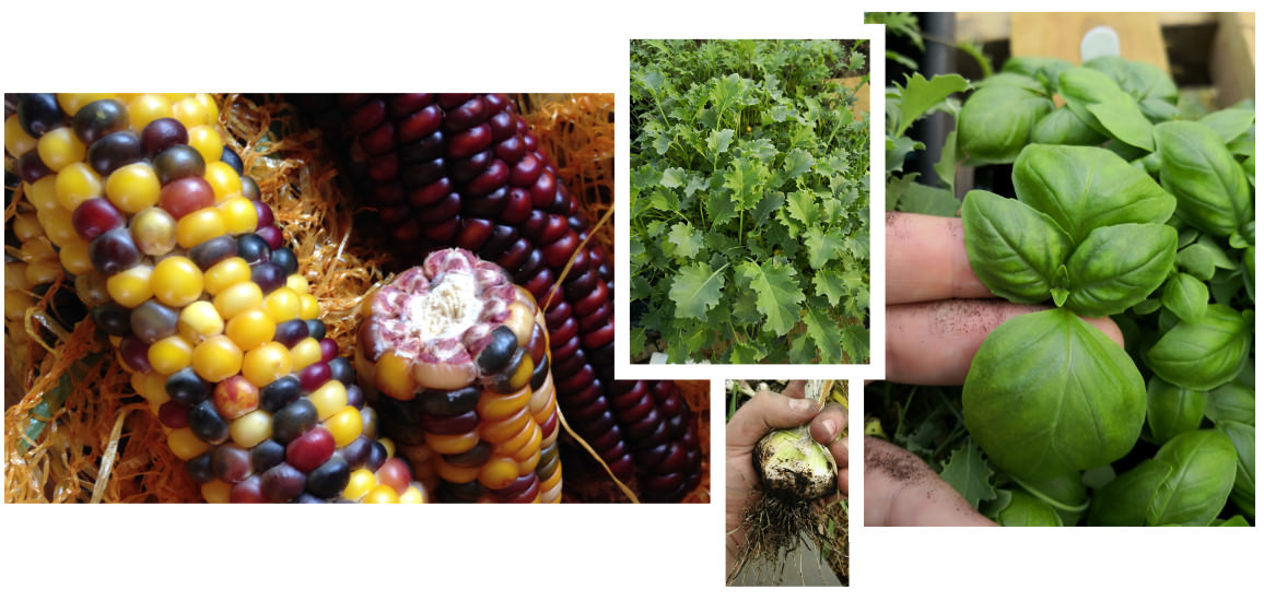 UK Vegetable Seed Suppliers