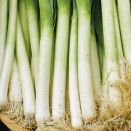 Leeks Planting Program