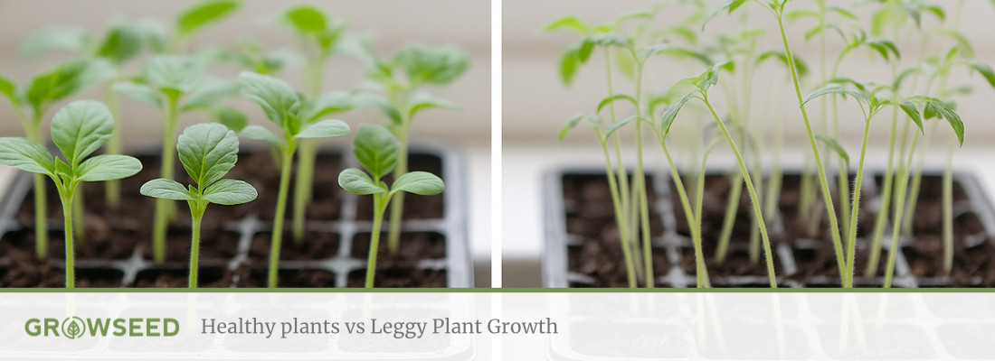 How to Prevent Leggy Seedlings