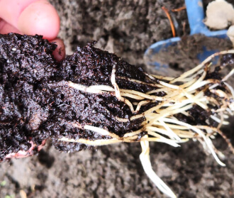 Long Roots with Root Trainers