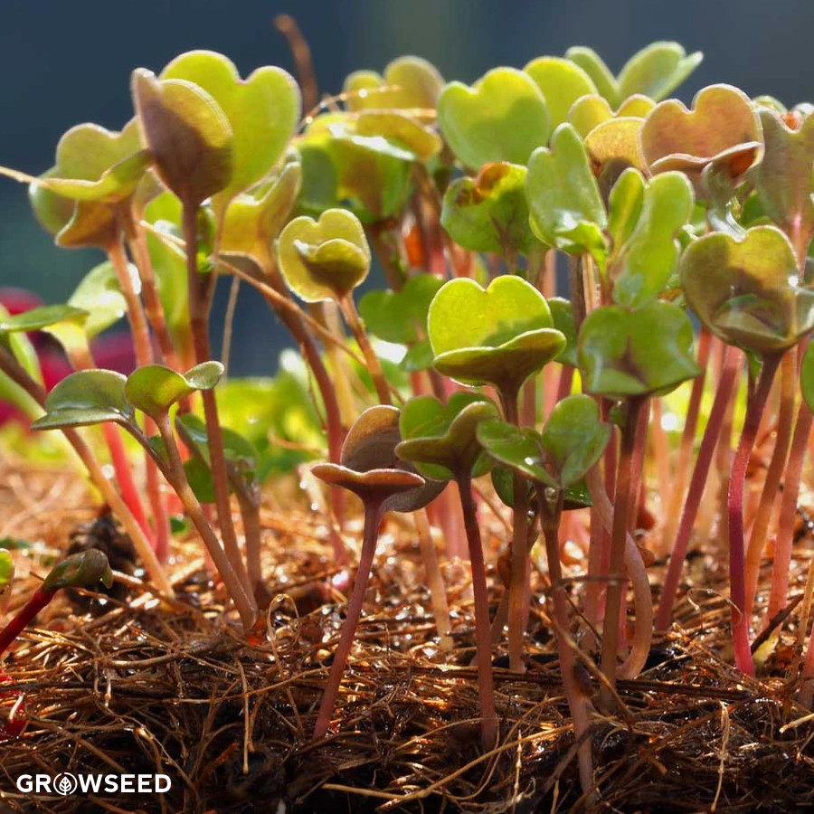 Quality Microgreens