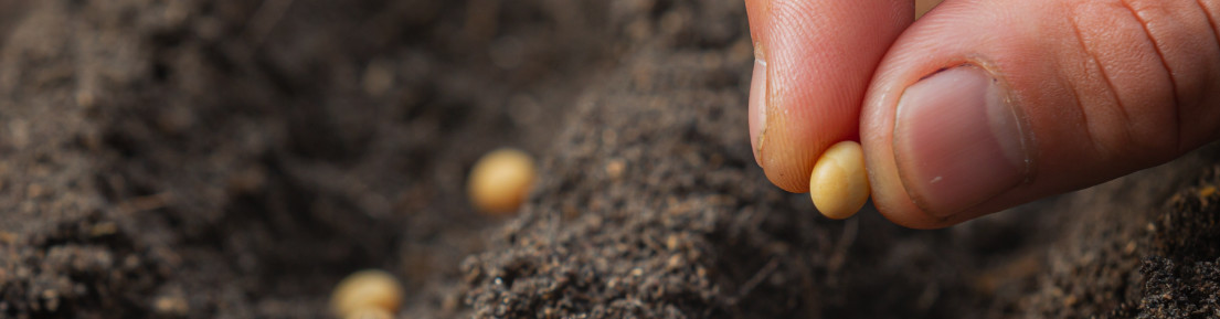 Best Time to Sow Seeds
