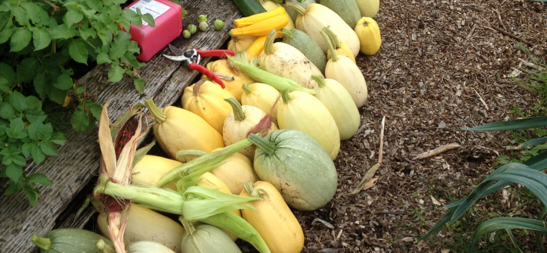 Squash Harvest