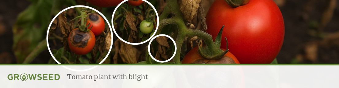 Tomato Plant with Blights