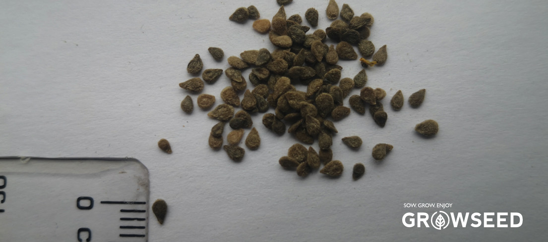 Tomato seed example