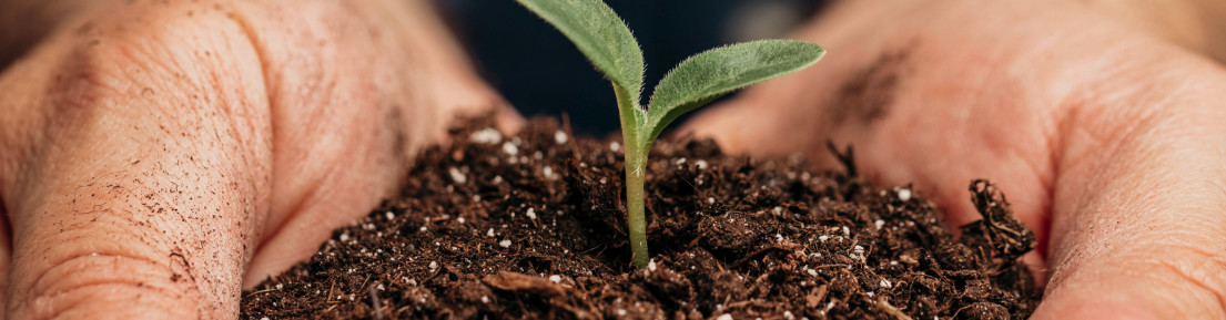 What Soil Should I Use?