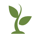 High Germination rates