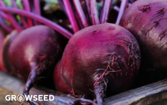 Beetroot Boltardy