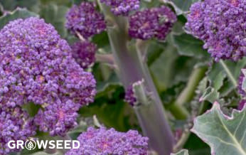Early Purple