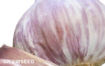Red Duke Garlic