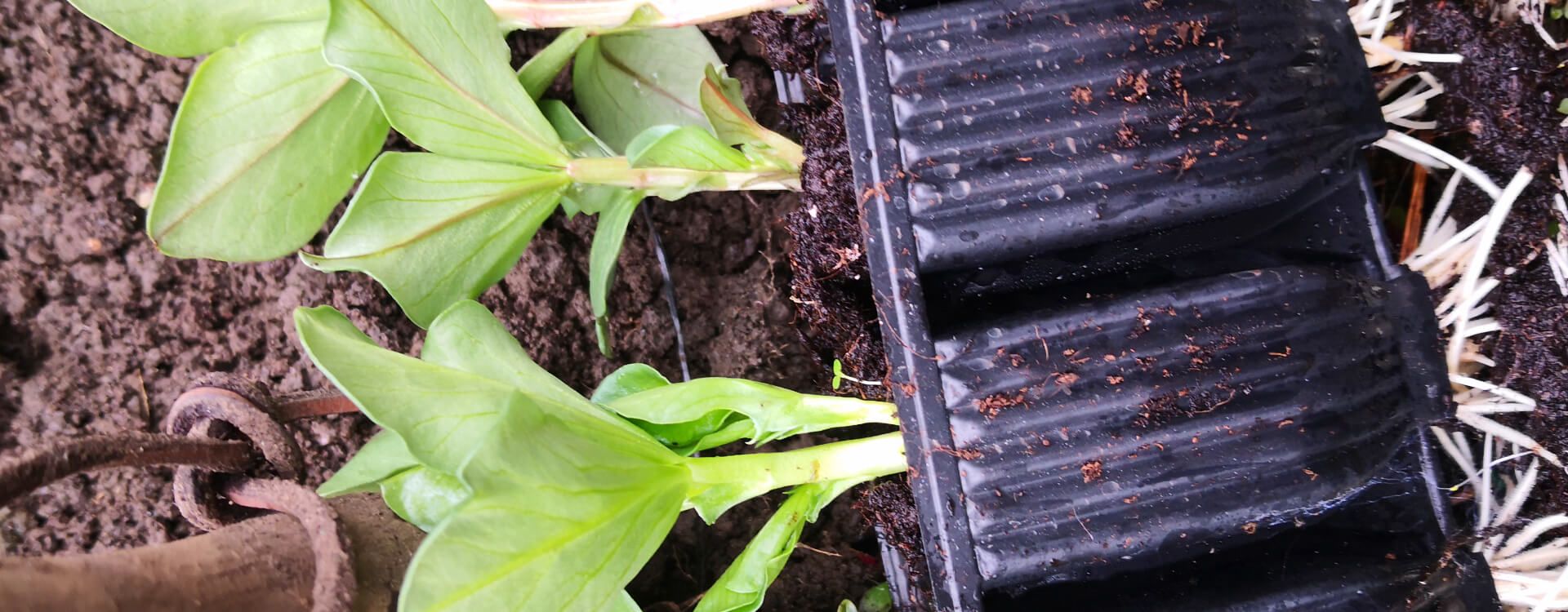 How to use Rootrainers