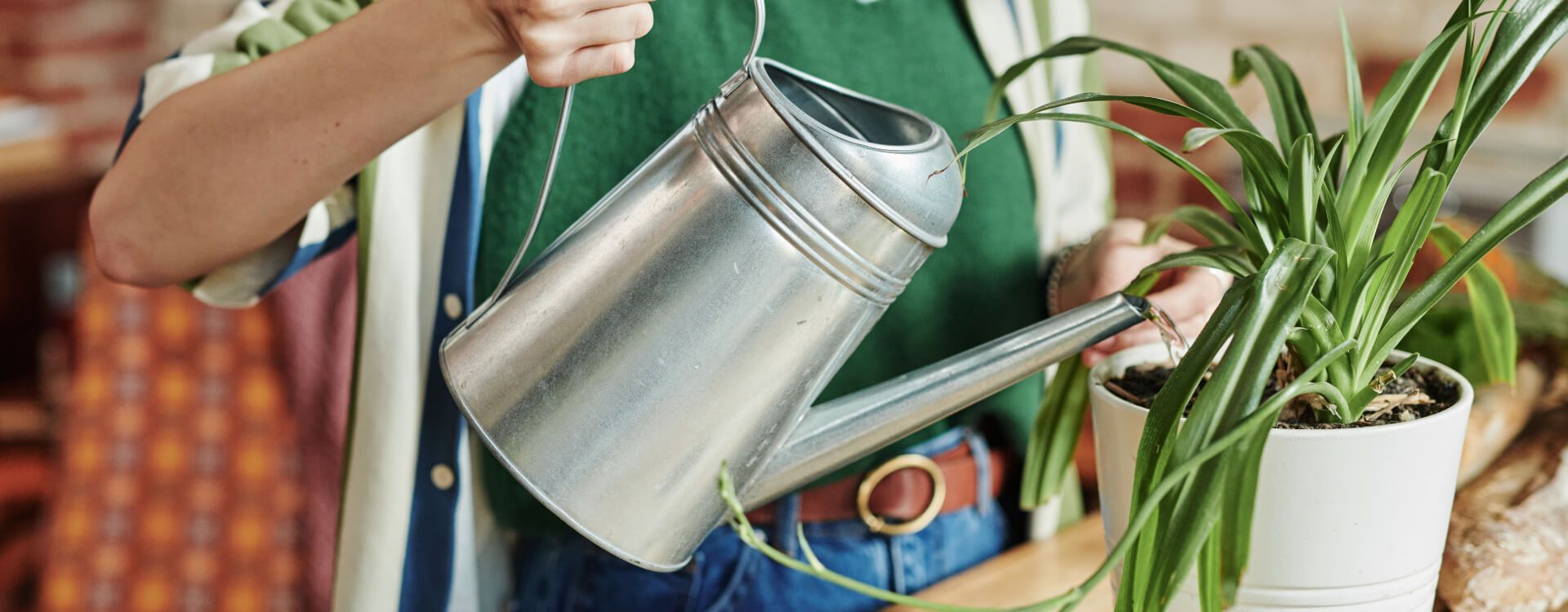 How to water seedlings
